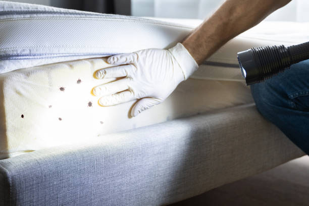 Best Pest Prevention Services  in Bal Harbour, FL